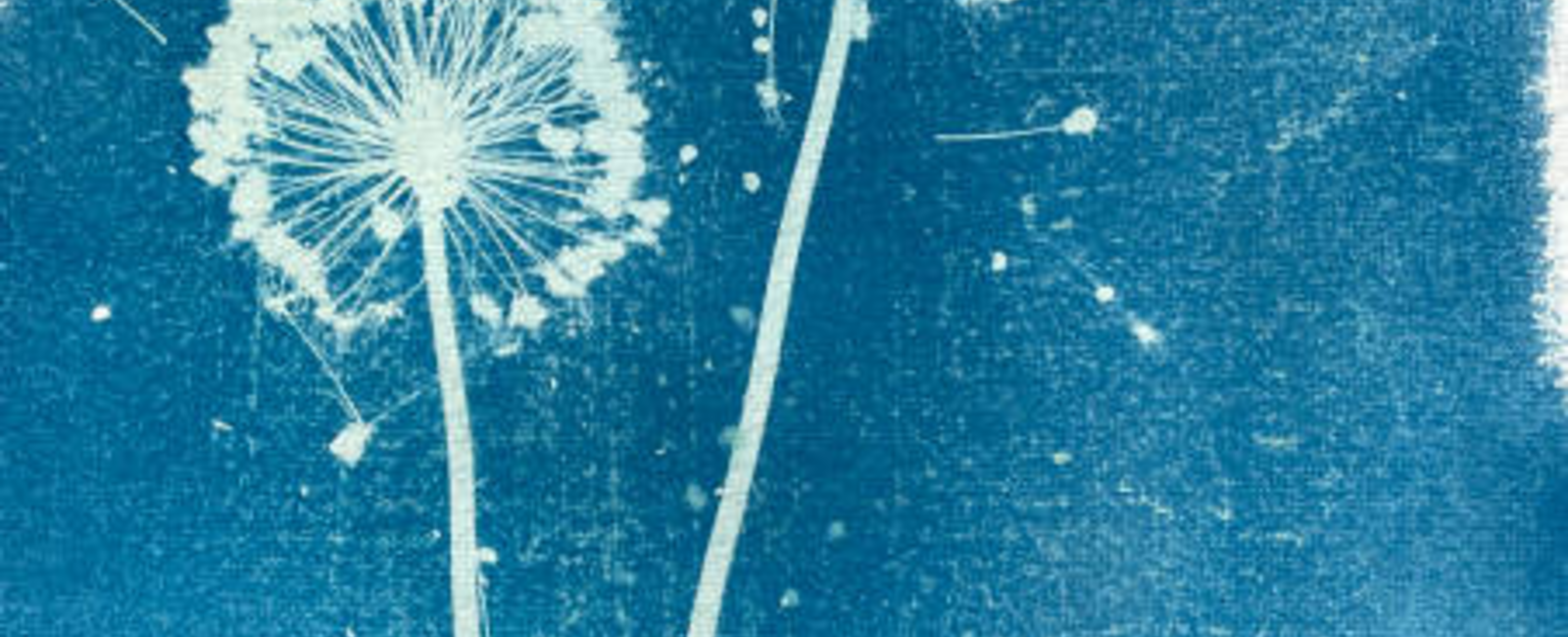 cyanotype