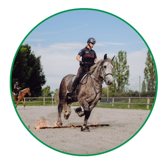 Les chevaux de la brigade équestre à l'entraînement